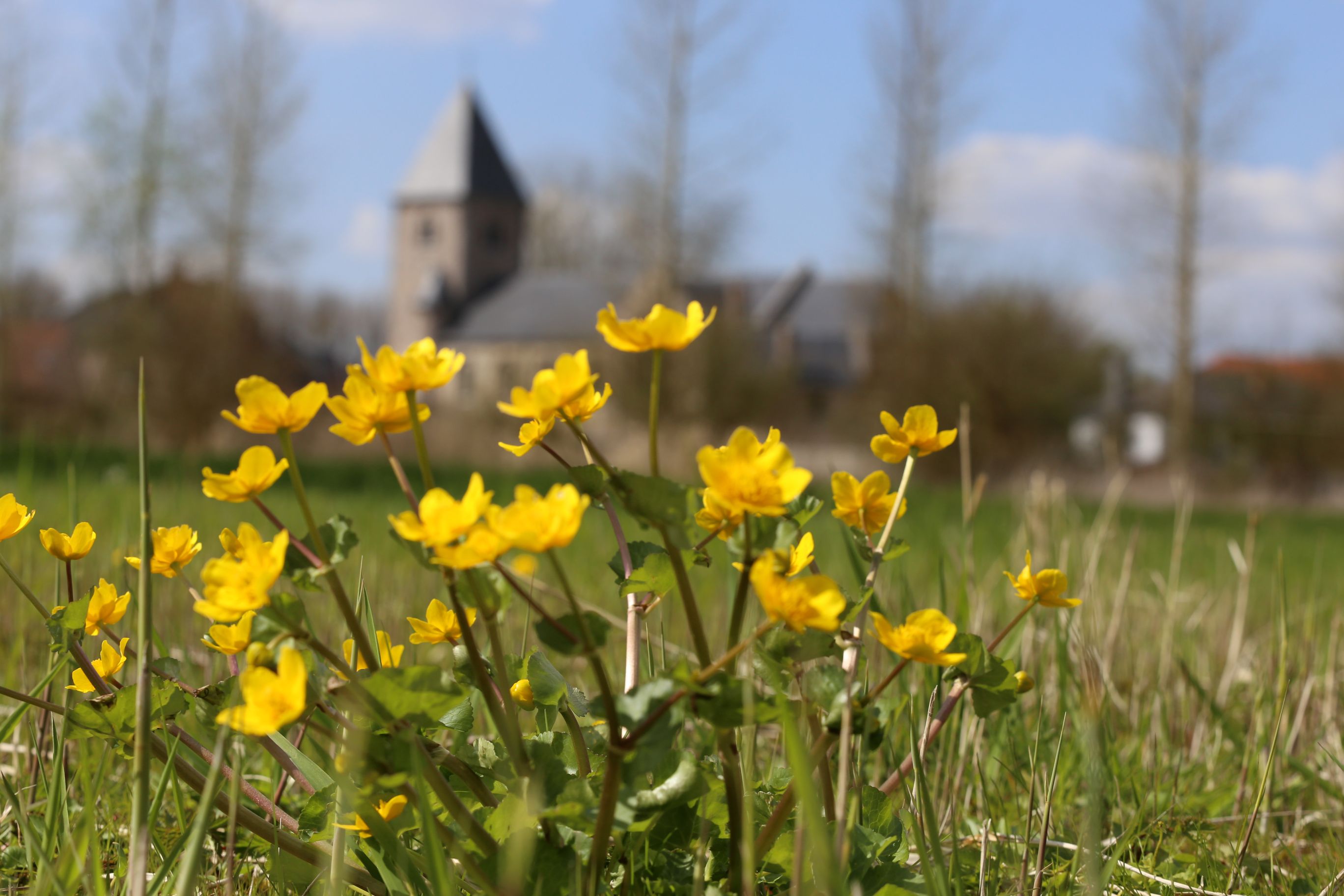 Buurtwandeling in de Wintershovenbeemd
